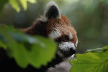 red panda closed up