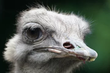 Wandaufkleber ostrich closed up © Matthewadobe