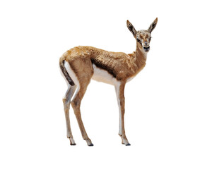Baby Tomsons Gazelle