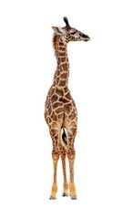 Baby Giraffe Calf Looking Side © adogslifephoto
