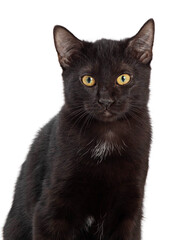 Black Domestic Cat Looking Forward Closeup