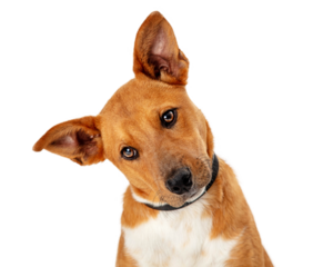 Cute Brown Dog Tilting Head Closeup