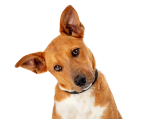 Cute Brown Dog Tilting Head Closeup © adogslifephoto