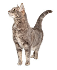 Curious Tabby Cat Stretching Neck Up Side  