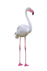 Fotobehang Flamingo Flamingo Facing Side  © adogslifephoto