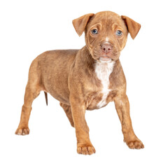 Cute Brown Puppy Standing Looking Forward  