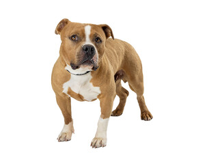 Brown and White Pit Bull Terrier Dog   © adogslifephoto