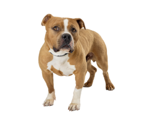 Brown and White Pit Bull Terrier Dog  