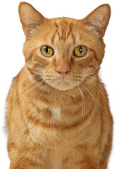 Closeup of Orange Tabby Cat Looking at Camera © adogslifephoto