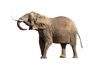 Selbstklebende Fototapeten Elefant Isolated Large Elephant Head Up Big Tusks  © adogslifephoto