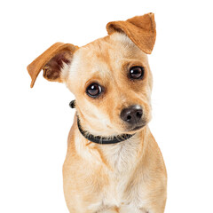 Cute Chihuahua Crossbreed Dog Close up © adogslifephoto