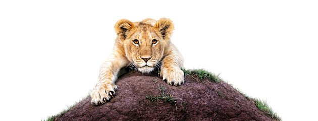 Lioness Cub on Mound © adogslifephoto