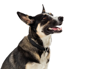 Beautiful Attentive Shepherd Dog Side View