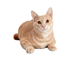 Beautiful Orange Tabby Cat Lying on White