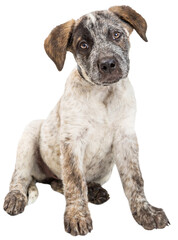 Cattle Dog Puppy Sitting on White   © adogslifephoto