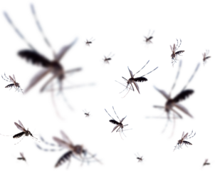 Flying mosquitoes isolated