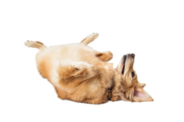 Large Dog Rolled Over on Back