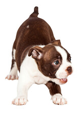 Playful Boston Terrier Puppy Dog