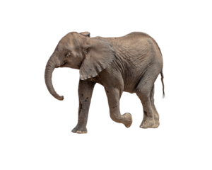 Profile Baby Elephant Calf Walking