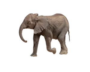 Fotobehang Olifant Profile Baby Elephant Calf Walking  © adogslifephoto