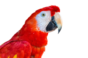 Close up Scarlet Macaw Bird Profile