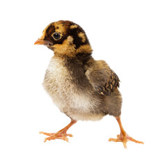 Baby Chick Standing to Side © adogslifephoto