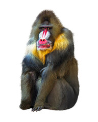 Mandrill Baboon Sitting © adogslifephoto