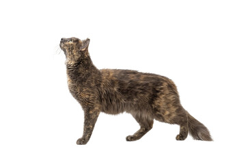 Profile of curious cat looking up © adogslifephoto