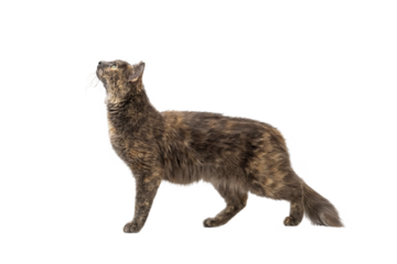 Profile of curious cat looking up