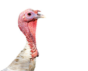 Closeup Turkey Head and Neck   © adogslifephoto