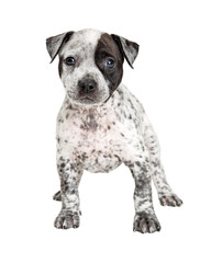 Cute White and Black Spotted Puppy Standing  