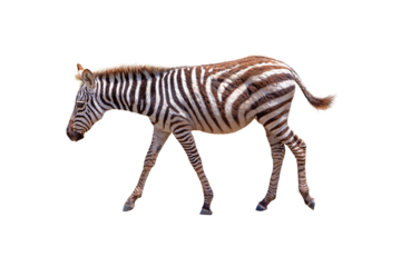 Profile Baby Zebra Walking  