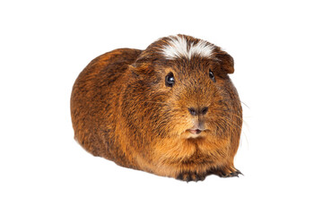 Cute Peruvian short hair Guinea Pig