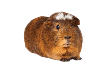 Cute Peruvian short hair Guinea Pig