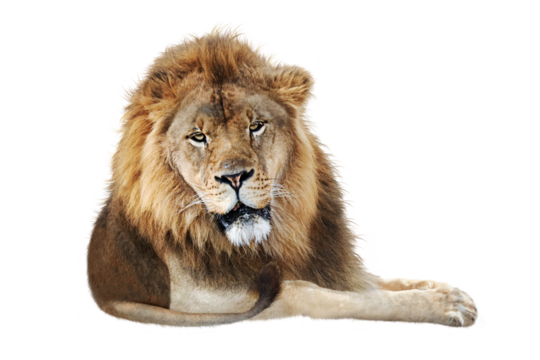 African Male Lion Lying Down