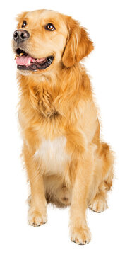 Attentive Golden Retriever Dog Sitting Looking Side  