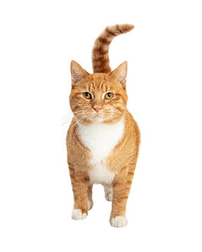 Orange and White Tabby Cat Facing Forward  