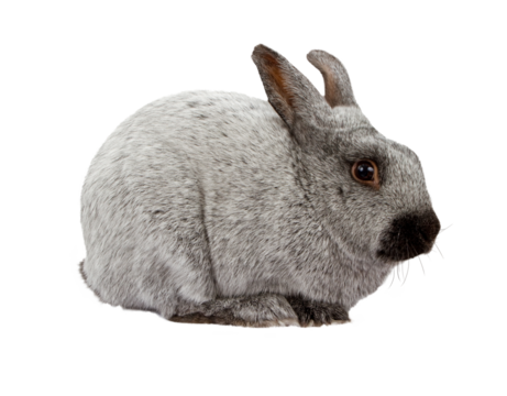 Black and Silver Marten Rabbit