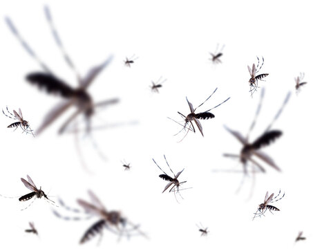 Flying mosquitoes isolated