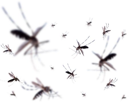 Flying mosquitoes isolated