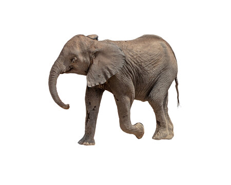 Fototapeta Profile Baby Elephant Calf Walking
