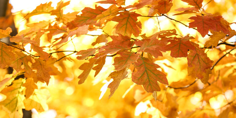 Branches with beautiful yellow leaves in autumn park on sunny day, closeup