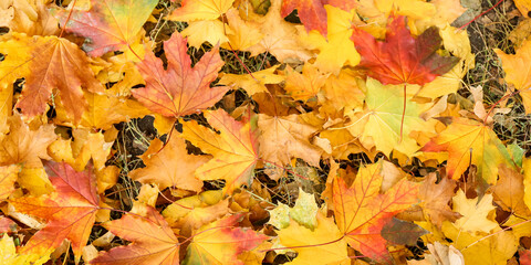 Naklejka na ściany i meble Many autumn leaves on ground in park, top view
