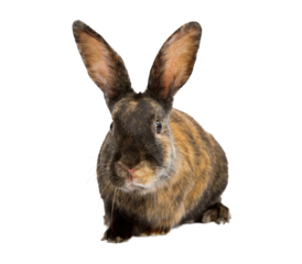 Black and orange bunny rabbit