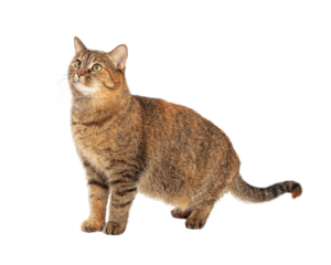Brown Tabby Cat Facing Side Looking Up