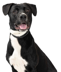 Joyful Smiling Black Rescue Dog Closeup