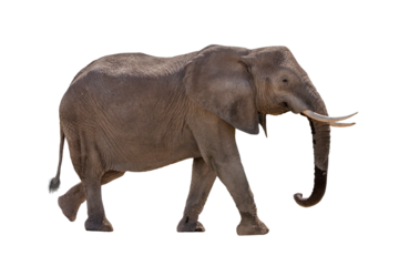 African Elephant Walking Profile