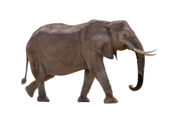  African Elephant Walking Profile © adogslifephoto