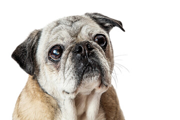 Fawn Pug Dog Close up Looking Up