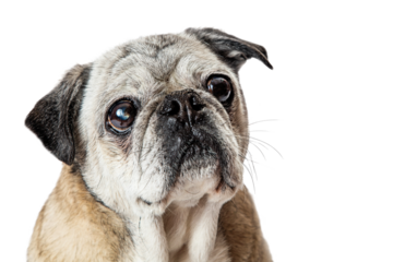 Fawn Pug Dog Close up Looking Up